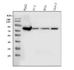 ACSL4 Antibody in Western Blot (WB)