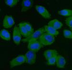 eIF5 Antibody in Immunocytochemistry (ICC/IF)