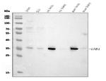 GNB1 Antibody in Western Blot (WB)