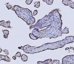 GLDC Antibody in Immunohistochemistry (Paraffin) (IHC (P))