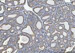 GLDC Antibody in Immunohistochemistry (Paraffin) (IHC (P))