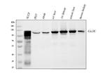 GLDC Antibody in Western Blot (WB)