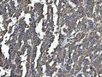 Drebrin Antibody in Immunohistochemistry (Paraffin) (IHC (P))