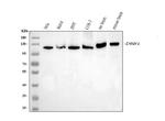 Drebrin Antibody in Western Blot (WB)