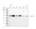 CALCOCO2 Antibody in Western Blot (WB)