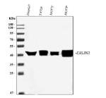ERLIN2 Antibody in Western Blot (WB)