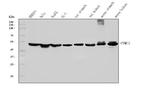 PSMC3 Antibody in Western Blot (WB)