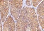 Sorbitol Dehydrogenase Antibody in Immunohistochemistry (Paraffin) (IHC (P))