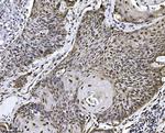 NDFIP2 Antibody in Immunohistochemistry (Paraffin) (IHC (P))