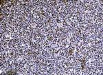 NDFIP2 Antibody in Immunohistochemistry (Paraffin) (IHC (P))