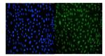 LSM8 Antibody in Immunocytochemistry (ICC/IF)