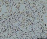 LSM8 Antibody in Immunohistochemistry (Paraffin) (IHC (P))