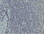 LSM8 Antibody in Immunohistochemistry (Paraffin) (IHC (P))