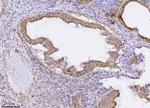 PMPCB Antibody in Immunohistochemistry (Paraffin) (IHC (P))