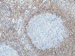 LAIR1 Antibody in Immunohistochemistry (Paraffin) (IHC (P))