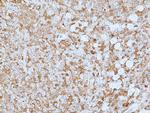 Galectin 9 Antibody in Immunohistochemistry (Paraffin) (IHC (P))