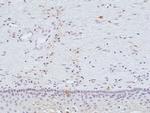 Galectin 9 Antibody in Immunohistochemistry (Paraffin) (IHC (P))