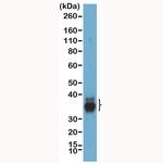 Galectin 9 Antibody in Western Blot (WB)