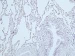 Phospho-DNA-PK (Ser2056) Antibody in Immunohistochemistry (Paraffin) (IHC (P))