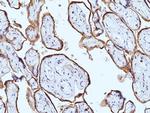 VISTA Antibody in Immunohistochemistry (Paraffin) (IHC (P))