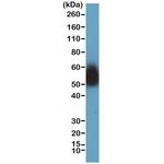 VISTA Antibody in Western Blot (WB)