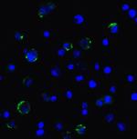 CD223 Antibody in Immunocytochemistry (ICC/IF)