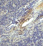 CD223 Antibody in Immunohistochemistry (Paraffin) (IHC (P))