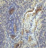 CD223 Antibody in Immunohistochemistry (Paraffin) (IHC (P))