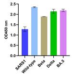 SARS-CoV-2 Spike (trimer) Protein Antibody in ELISA (ELISA)