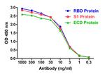 SARS-CoV-2 Spike Protein S1 Antibody in ELISA (ELISA)