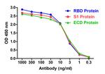 SARS-CoV-2 Spike Protein S1 Antibody in ELISA (ELISA)