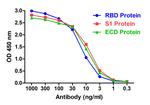 SARS-CoV-2 Spike Protein S1 Antibody in ELISA (ELISA)