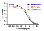 SARS-CoV-2 Spike Protein S1 Antibody in ELISA (ELISA)