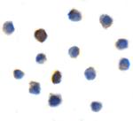 TIGIT Antibody in Immunocytochemistry (ICC/IF)