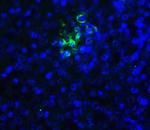 TIGIT Antibody in Immunohistochemistry (Paraffin) (IHC (P))