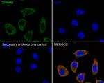 GPNMB Antibody in Immunocytochemistry (ICC/IF)