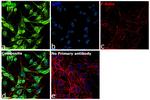 GPNMB Antibody in Immunocytochemistry (ICC/IF)