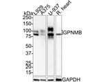 GPNMB Antibody in Western Blot (WB)