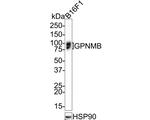 GPNMB Antibody in Western Blot (WB)