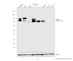 GPNMB Antibody in Western Blot (WB)