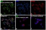 Syk Antibody