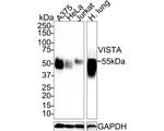 VISTA Antibody in Western Blot (WB)