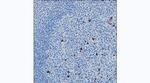 Human IgG3 Antibody in Immunohistochemistry (Paraffin) (IHC (P))