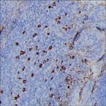 Human IgG3 Antibody in Immunohistochemistry (Paraffin) (IHC (P))