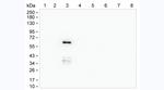 Human IgG3 Antibody in Western Blot (WB)