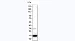 IL-2 Antibody in Western Blot (WB)