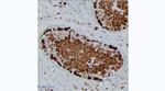 HSP90 alpha Antibody in Immunohistochemistry (Paraffin) (IHC (P))