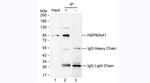 HSP90 alpha Antibody in Immunoprecipitation (IP)