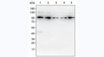 HSP90 alpha Antibody in Western Blot (WB)