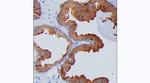 PSA Antibody in Immunohistochemistry (Paraffin) (IHC (P))